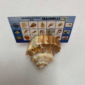 Posted on 1 Jun2022 for rm15.00