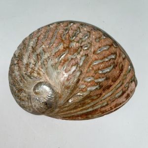 Category Core Seashells
