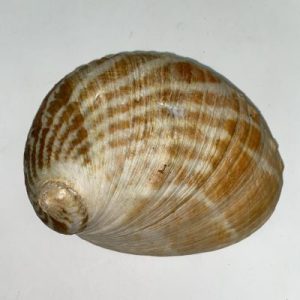 Category Core Seashells