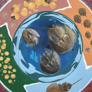 Horseshoe Crab etc