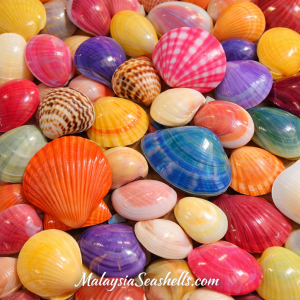 Scallops Shells (Pecten)