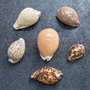 Cowries Shells