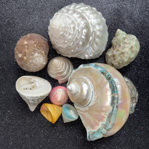 Turban Shells