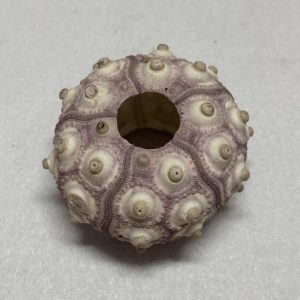 Marine Companions & Curios