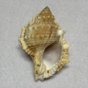 Category Core Seashells