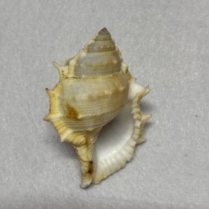 Category Core Seashells