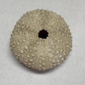 Category Marine Companions & Curios