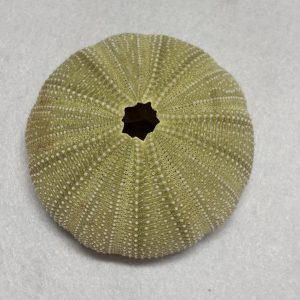 Category Marine Companions & Curios