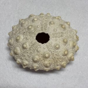 Marine Companions & Curios