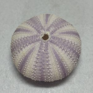 Category Marine Companions & Curios