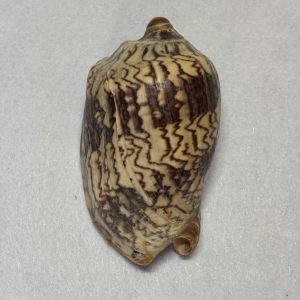 Category Core Seashells