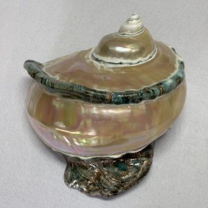 Category Core Seashells