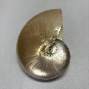 Category Core Seashells