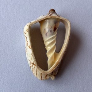 Category Core Seashells