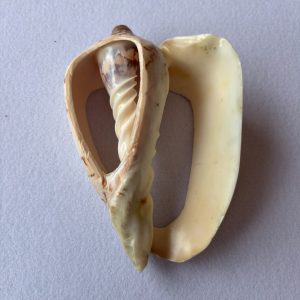 Category Core Seashells