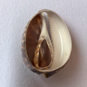 Category Core Seashells