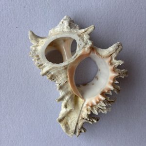 Category Core Seashells