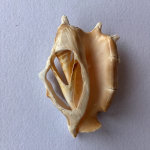 Category Core Seashells