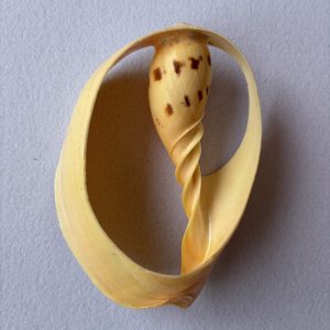 Category Core Seashells