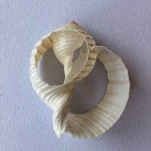 Category Core Seashells