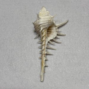 Category Core Seashells