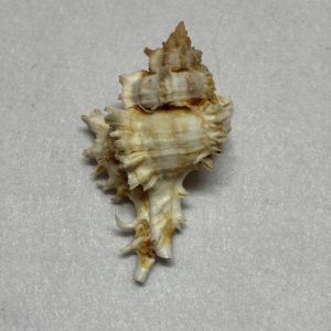 Category Core Seashells