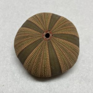 Category Marine Companions & Curios