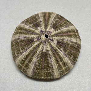 Category Marine Companions & Curios