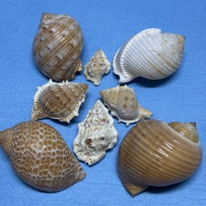 Bursa/Tonna Shells