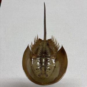 Category Marine Companions & Curios