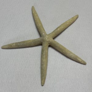 Category Marine Companions & Curios