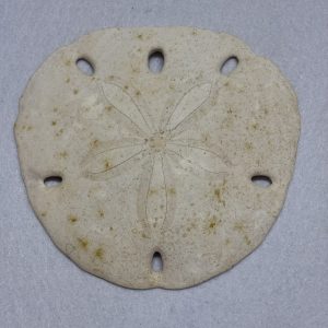 Category Marine Companions & Curios