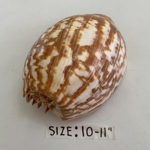 Category Core Seashells