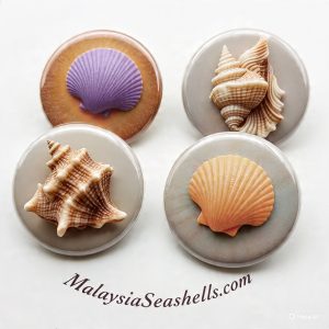Seashell Buttons Badges